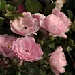 Kép 3/3 - Rosa 'The Fairy' - rózsaszín - talajtakaró rózsa