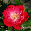 Kép 1/3 - Rosa 'Fairy Rouge' - vörös - talajtakaró rózsa