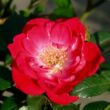 Kép 1/3 - Rosa 'Fairy Rouge' - vörös - talajtakaró rózsa
