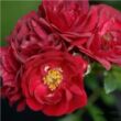 Kép 2/3 - Rosa 'Fairy Rouge' - vörös - talajtakaró rózsa