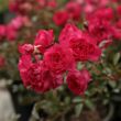 Rosa 'Fairy Rouge' - vörös - talajtakaró rózsa