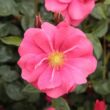Kép 1/3 - Rosa 'Vanity' - rózsaszín - talajtakaró rózsa