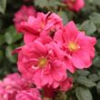 Kép 2/3 - Rosa 'Vanity' - rózsaszín - talajtakaró rózsa