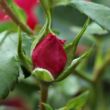 Rosa 'Vanity' - rózsaszín - talajtakaró rózsa
