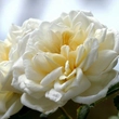 Kép 1/3 - Rosa 'Albéric Barbier' - fehér - történelmi - rambler, futó - kúszó rózsa