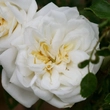 Kép 2/3 - Rosa 'Albéric Barbier' - fehér - történelmi - rambler, futó - kúszó rózsa