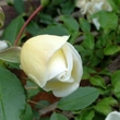 Kép 3/3 - Rosa 'Albéric Barbier' - fehér - történelmi - rambler, futó - kúszó rózsa