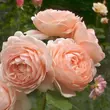 Kép 2/3 - Rosa 'Auswonder' - rózsaszín - angol rózsa