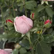 Kép 3/3 - Rosa 'Auswonder' - rózsaszín - angol rózsa