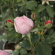 Rosa 'Auswonder' - rózsaszín - angol rózsa