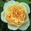 Kép 1/3 - Rosa 'Jayne Austin' - sárga - angol rózsa