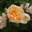 Kép 2/3 - Rosa 'Jayne Austin' - sárga - angol rózsa