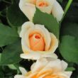 Rosa 'Jayne Austin' - sárga - angol rózsa