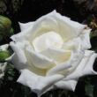Kép 1/3 - Rosa 'Champagne Celebration™' - fehér - teahibrid rózsa