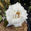 Kép 2/3 - Rosa 'Champagne Celebration™' - fehér - teahibrid rózsa