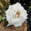 Rosa 'Champagne Celebration™' - fehér - teahibrid rózsa