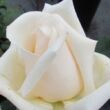 Kép 3/3 - Rosa 'Champagne Celebration™' - fehér - teahibrid rózsa