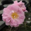 Kép 1/3 - Rosa 'Celsiana' - rózsaszín - történelmi - damaszkuszi rózsa
