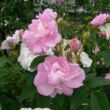 Kép 2/3 - Rosa 'Celsiana' - rózsaszín - történelmi - damaszkuszi rózsa