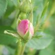 Rosa 'Celsiana' - rózsaszín - történelmi - damaszkuszi rózsa