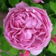 Kép 1/3 - Rosa 'Charles Rennie Mackintosh' - rózsaszín - angol rózsa