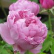 Rosa 'Charles Rennie Mackintosh' - rózsaszín - angol rózsa