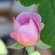 Kép 3/3 - Rosa 'Charles Rennie Mackintosh' - rózsaszín - angol rózsa