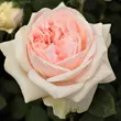 Kép 1/3 - Rosa 'Auslight' - rózsaszín - angol rózsa