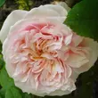 Kép 2/3 - Rosa 'Auslight' - rózsaszín - angol rózsa