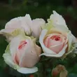 Kép 3/3 - Rosa 'Auslight' - rózsaszín - angol rózsa