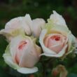 Rosa 'Auslight' - rózsaszín - angol rózsa
