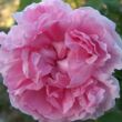 Kép 2/3 - Rosa 'Ausglisten' - rózsaszín - angol rózsa