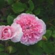 Kép 3/3 - Rosa 'Ausglisten' - rózsaszín - angol rózsa
