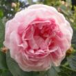 Kép 1/3 - Rosa 'Maiden's Blush' - fehér - rózsaszín - történelmi - alba rózsa