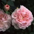 Kép 2/3 - Rosa 'Maiden's Blush' - fehér - rózsaszín - történelmi - alba rózsa