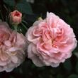 Rosa 'Maiden's Blush' - fehér - rózsaszín - történelmi - alba rózsa
