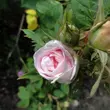 Kép 3/3 - Rosa 'Maiden's Blush' - fehér - rózsaszín - történelmi - alba rózsa