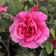 Kép 1/3 - Rosa 'The Dark Lady' - vörös - angol rózsa
