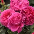 Kép 2/3 - Rosa 'The Dark Lady' - vörös - angol rózsa