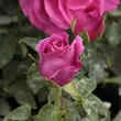 Kép 3/3 - Rosa 'The Dark Lady' - vörös - angol rózsa