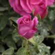 Rosa 'The Dark Lady' - vörös - angol rózsa