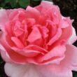 Rosa 'Day Dream' - rózsaszín - teahibrid rózsa
