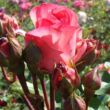 Kép 3/3 - Rosa 'Day Dream' - rózsaszín - teahibrid rózsa