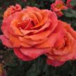 Rosa 'Copper Lights™' - rózsaszín - teahibrid rózsa