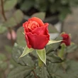 Kép 3/3 - Rosa 'Copper Lights™' - rózsaszín - teahibrid rózsa