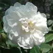 Kép 1/3 - Rosa 'Ausram' - fehér - virágágyi floribunda rózsa