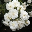 Kép 2/3 - Rosa 'Ausram' - fehér - virágágyi floribunda rózsa