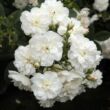 Rosa 'Ausram' - fehér - virágágyi floribunda rózsa