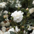 Kép 3/3 - Rosa 'Ausram' - fehér - virágágyi floribunda rózsa