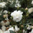 Rosa 'Ausram' - fehér - virágágyi floribunda rózsa